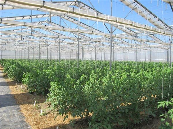 agrotextile cover greenhouse